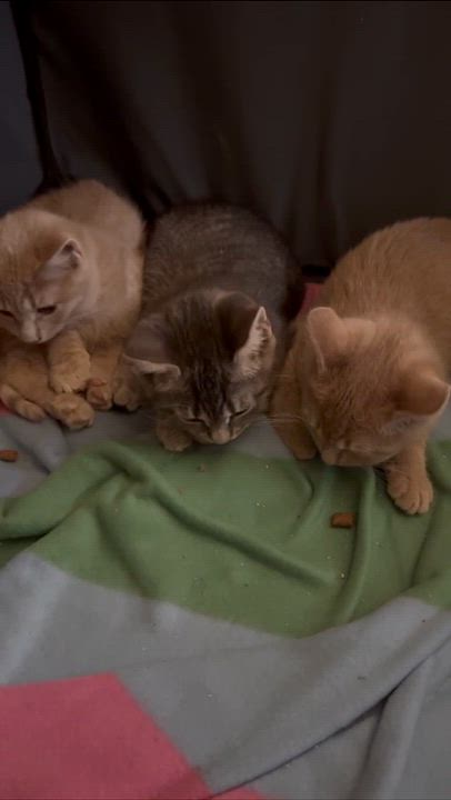 Enlarge Martini, an adopted Domestic Short Hair in Weehawken, NJ video 3/5