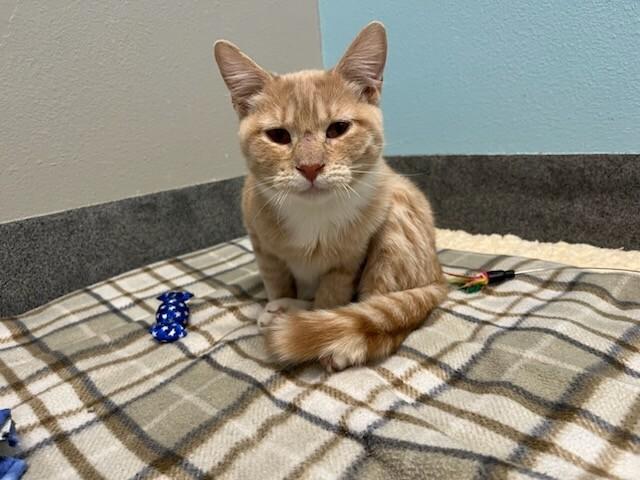 Scramble, Adoptable, Young Male Domestic Short Hair.