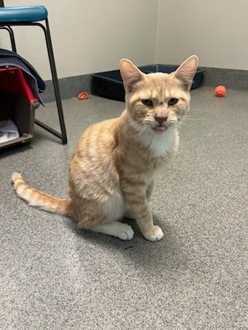 Enlarge Scramble, a Adoptable Domestic Short Hair in Westminster, CO image 2/6