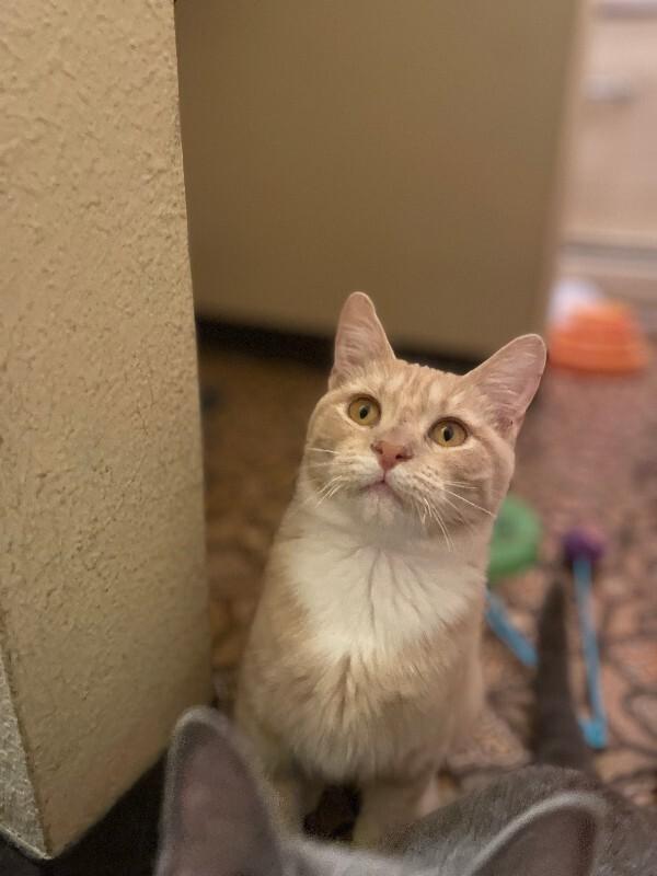 Enlarge Scramble, a Adoptable Domestic Short Hair in Westminster, CO image 3/6
