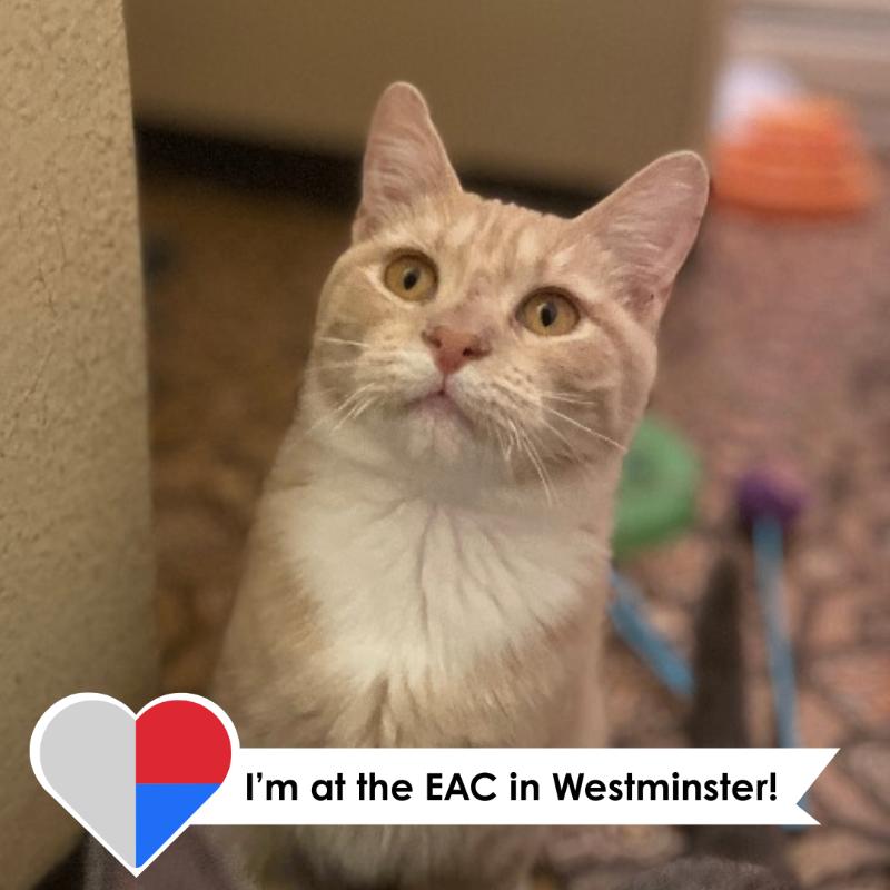 Scramble, a Adoptable Domestic Short Hair in Westminster, CO image 3/6