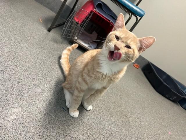 Enlarge Scramble, a Adoptable Domestic Short Hair in Westminster, CO image 4/6