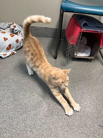 Enlarge Scramble, a Adoptable Domestic Short Hair in Westminster, CO image 5/6