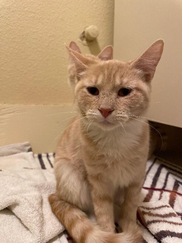 Enlarge Scramble, a Adoptable Domestic Short Hair in Westminster, CO image 6/6