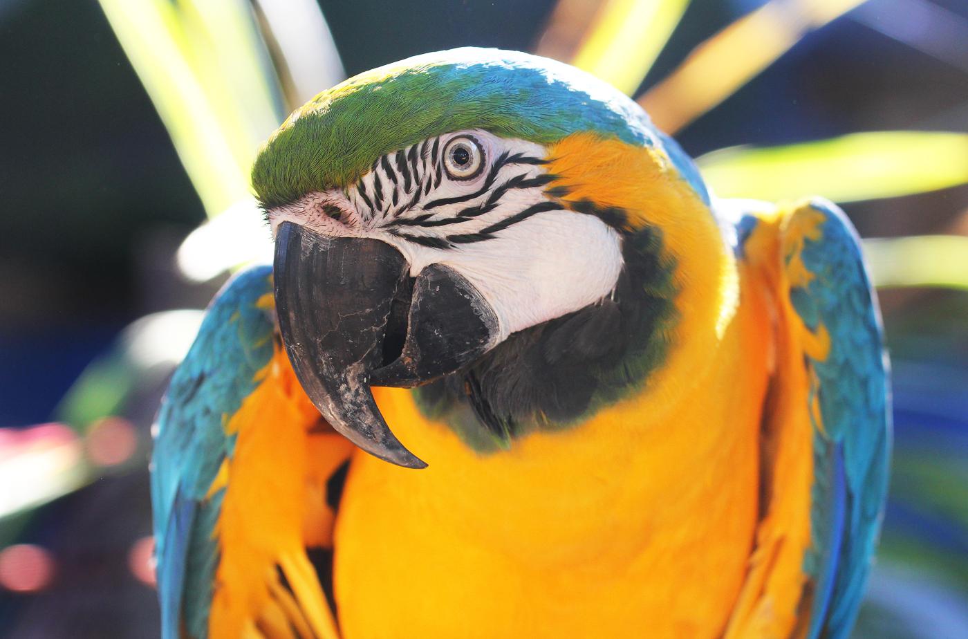 Upcoming - Bruno- Runo Blue & Gold Macaw - Available Soon, ADOPTABLE, Adult Unknown Macaw.
