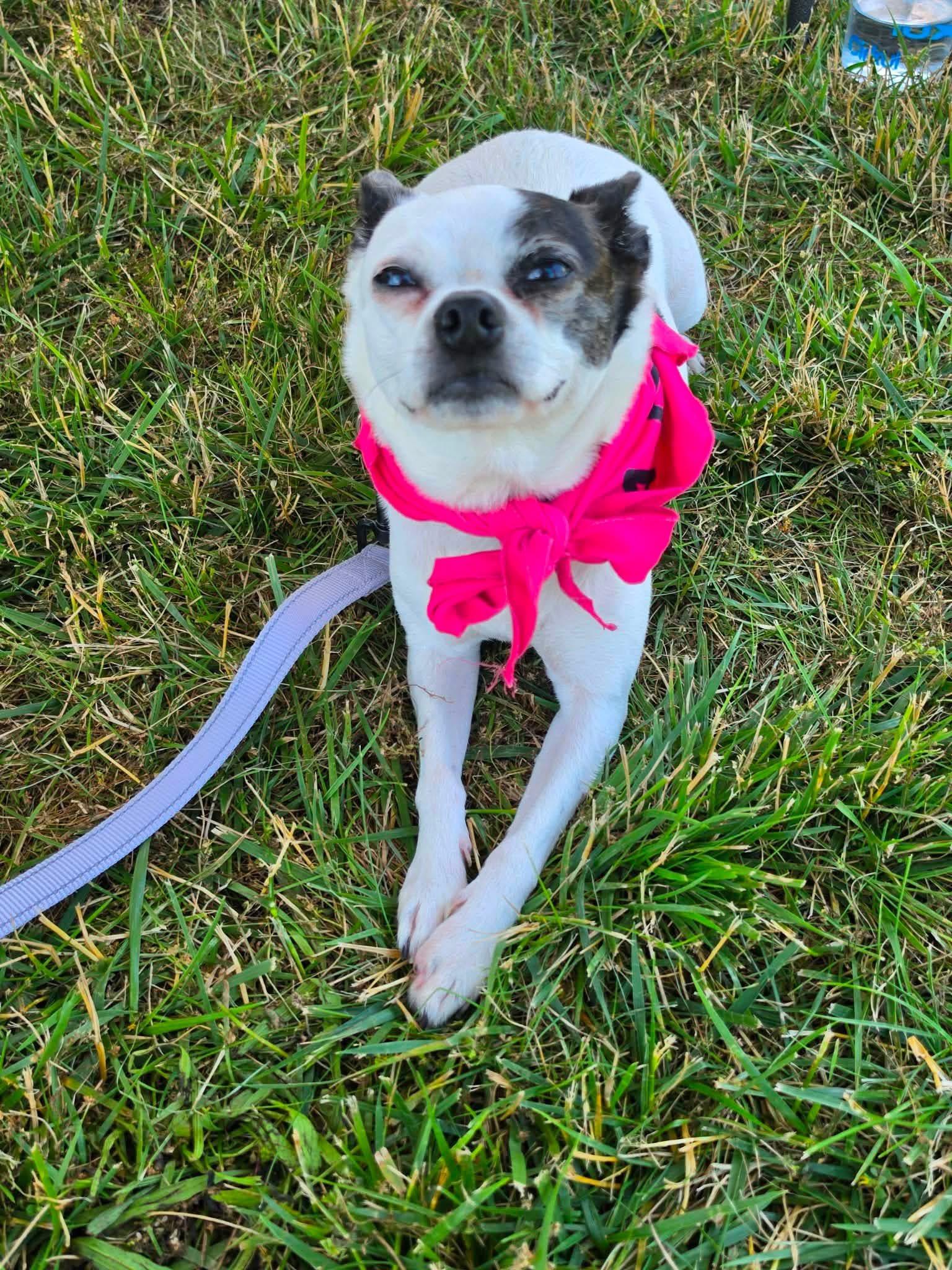 Enlarge Lulu, a ADOPTABLE mixed breed in Buffalo, NY image 3/5