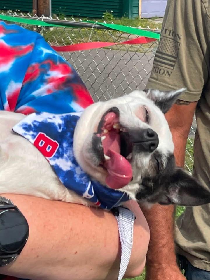 Enlarge Lulu, a ADOPTABLE mixed breed in Buffalo, NY image 2/5
