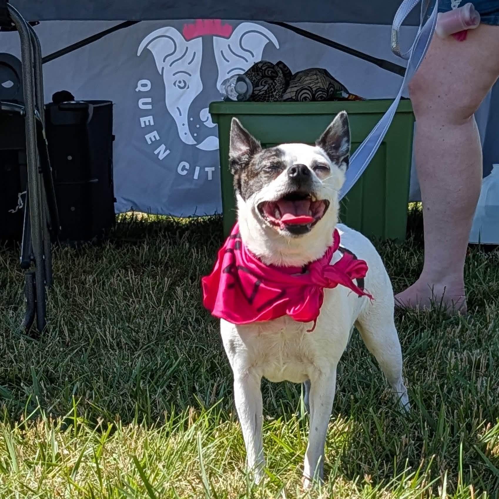 Lulu, ADOPTABLE, Adult Female Chihuahua.
