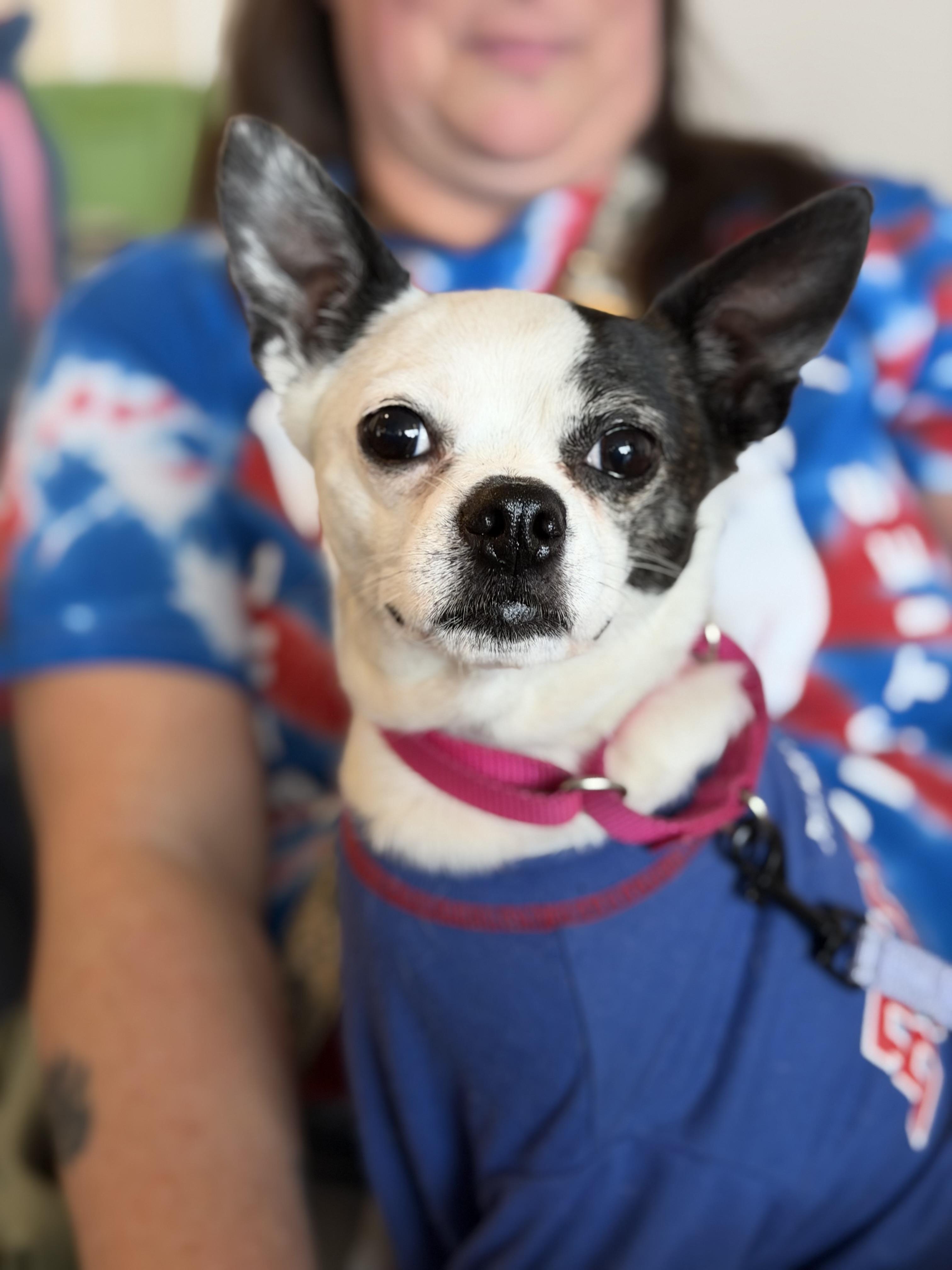Enlarge Lulu, a ADOPTABLE mixed breed in Buffalo, NY image 4/5