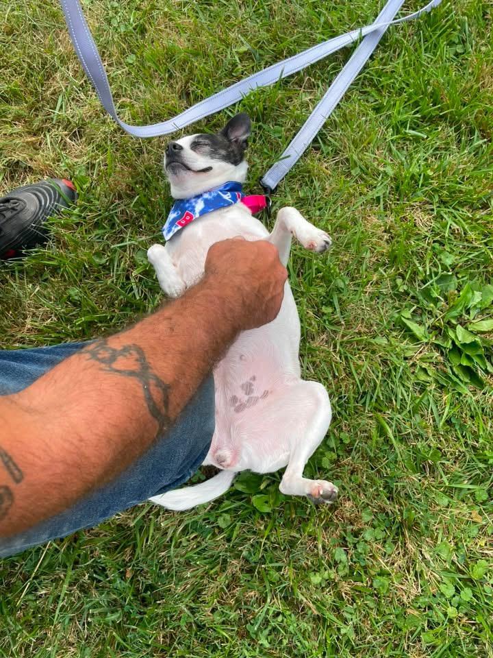 Enlarge Lulu, a ADOPTABLE mixed breed in Buffalo, NY image 5/5