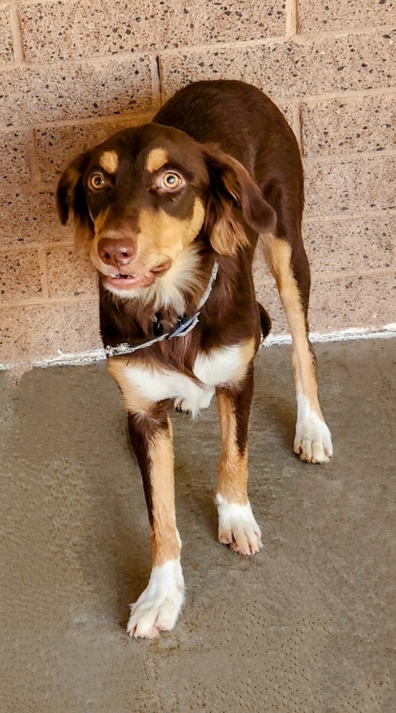 Dog for adoption Shock, an Australian Kelpie in Saint UT