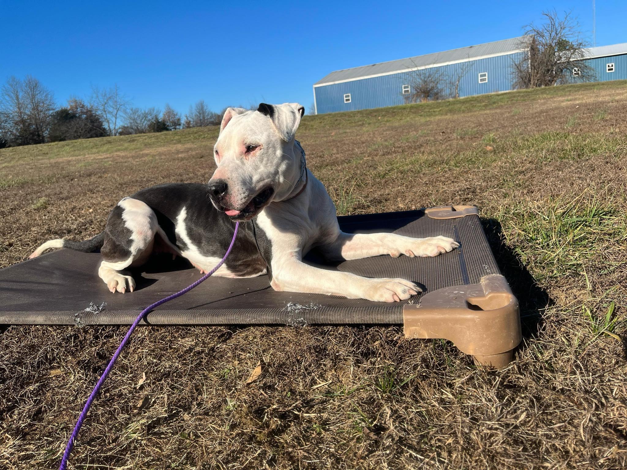 Enlarge Shirley, a ADOPTABLE mixed breed in O Fallon, IL image 1/3