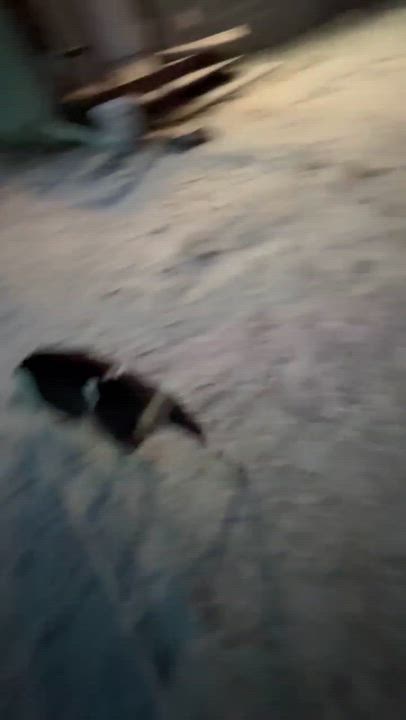 Enlarge Shirley, a ADOPTABLE mixed breed in O Fallon, IL video 3/3