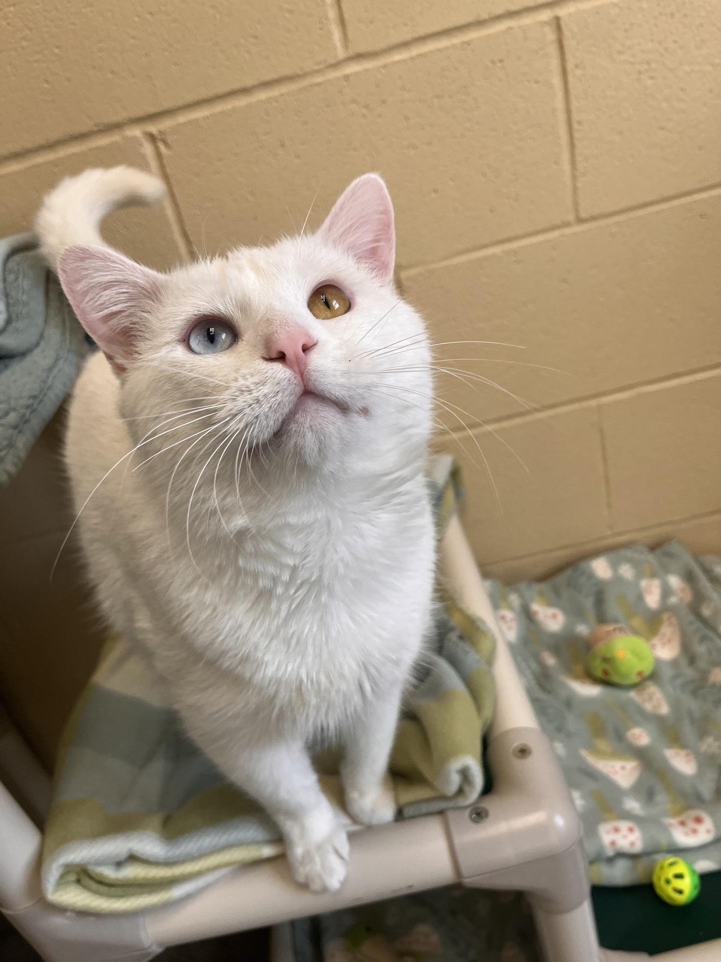 Enlarge Bowie, an adopted mixed breed in Pueblo, CO image 6/6