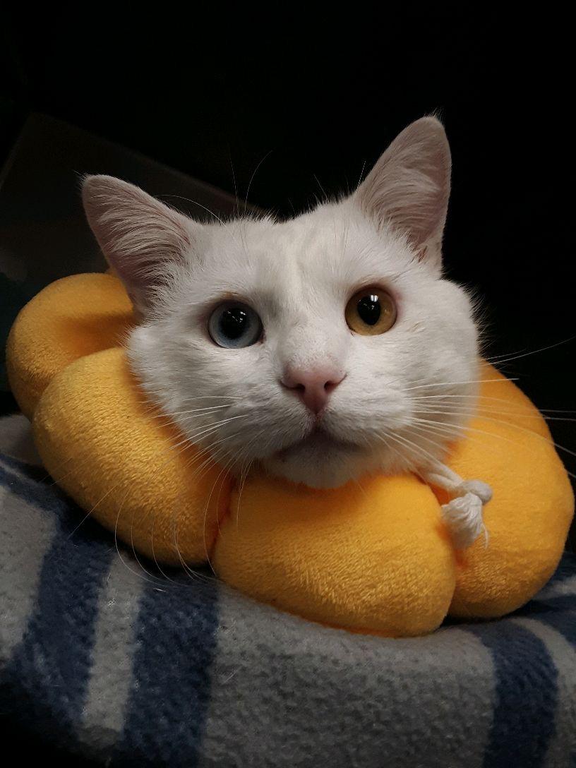 Enlarge Bowie, an adopted mixed breed in Pueblo, CO image 3/6