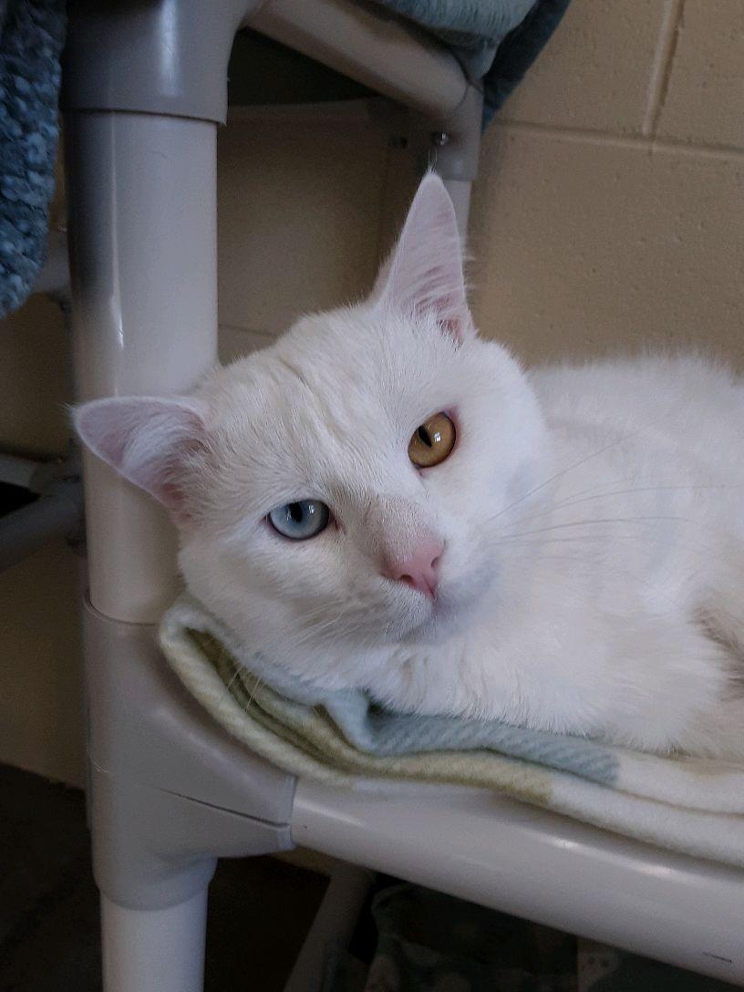 Enlarge Bowie, an adopted mixed breed in Pueblo, CO image 5/6