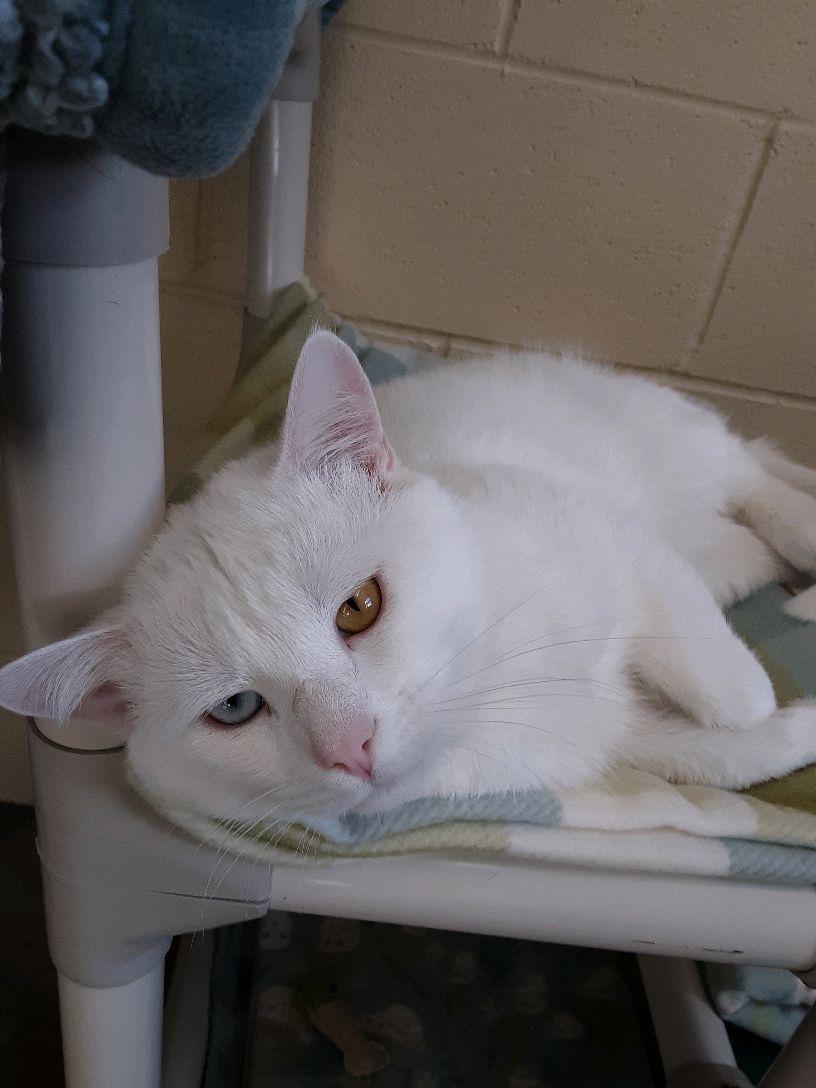 Enlarge Bowie, an adopted mixed breed in Pueblo, CO image 4/6