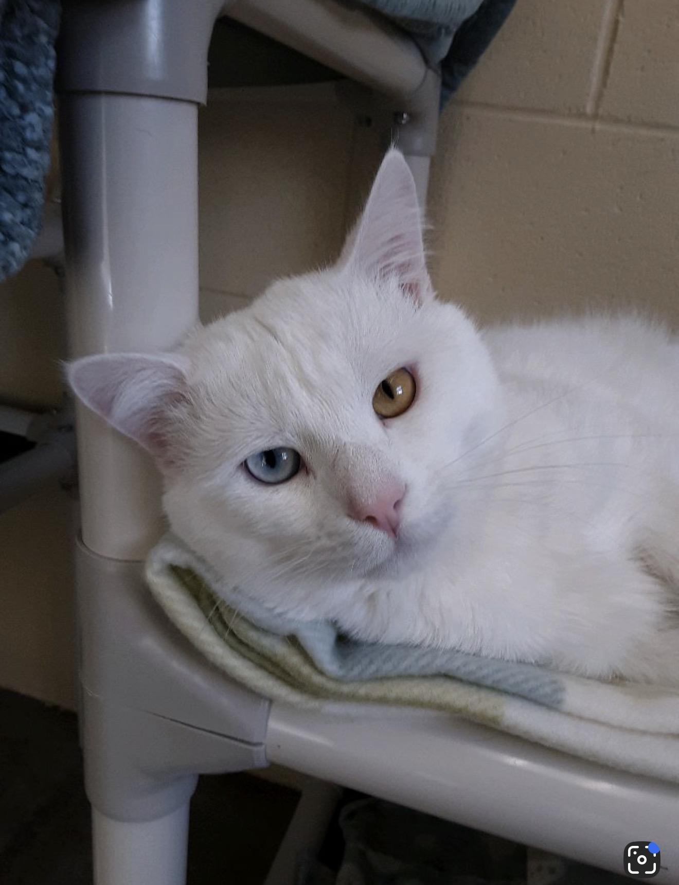 Bowie, adopted, Young Male Domestic Short Hair.