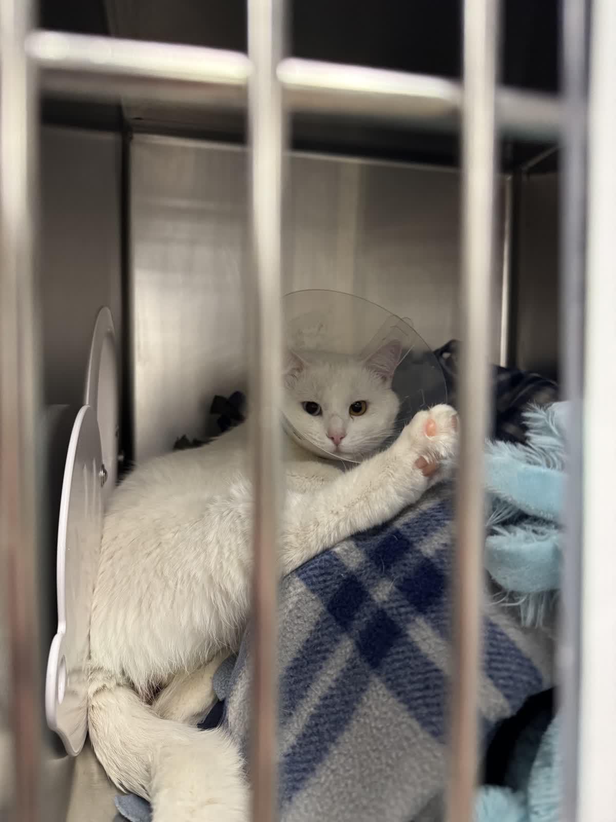 Enlarge Bowie, an adopted mixed breed in Pueblo, CO image 2/6