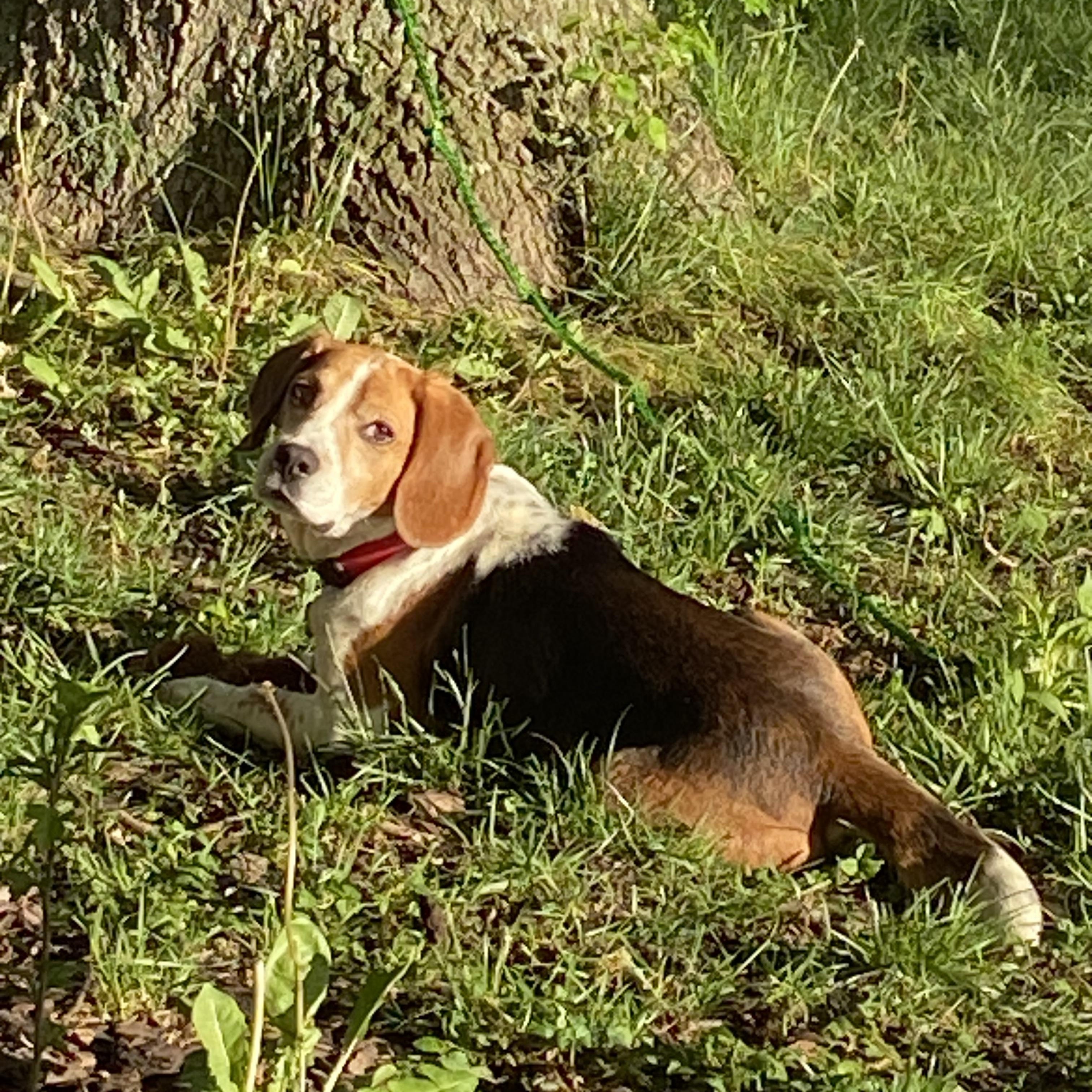 Nacho, a Adopted Beagle in Hamilton, OH image 1/3