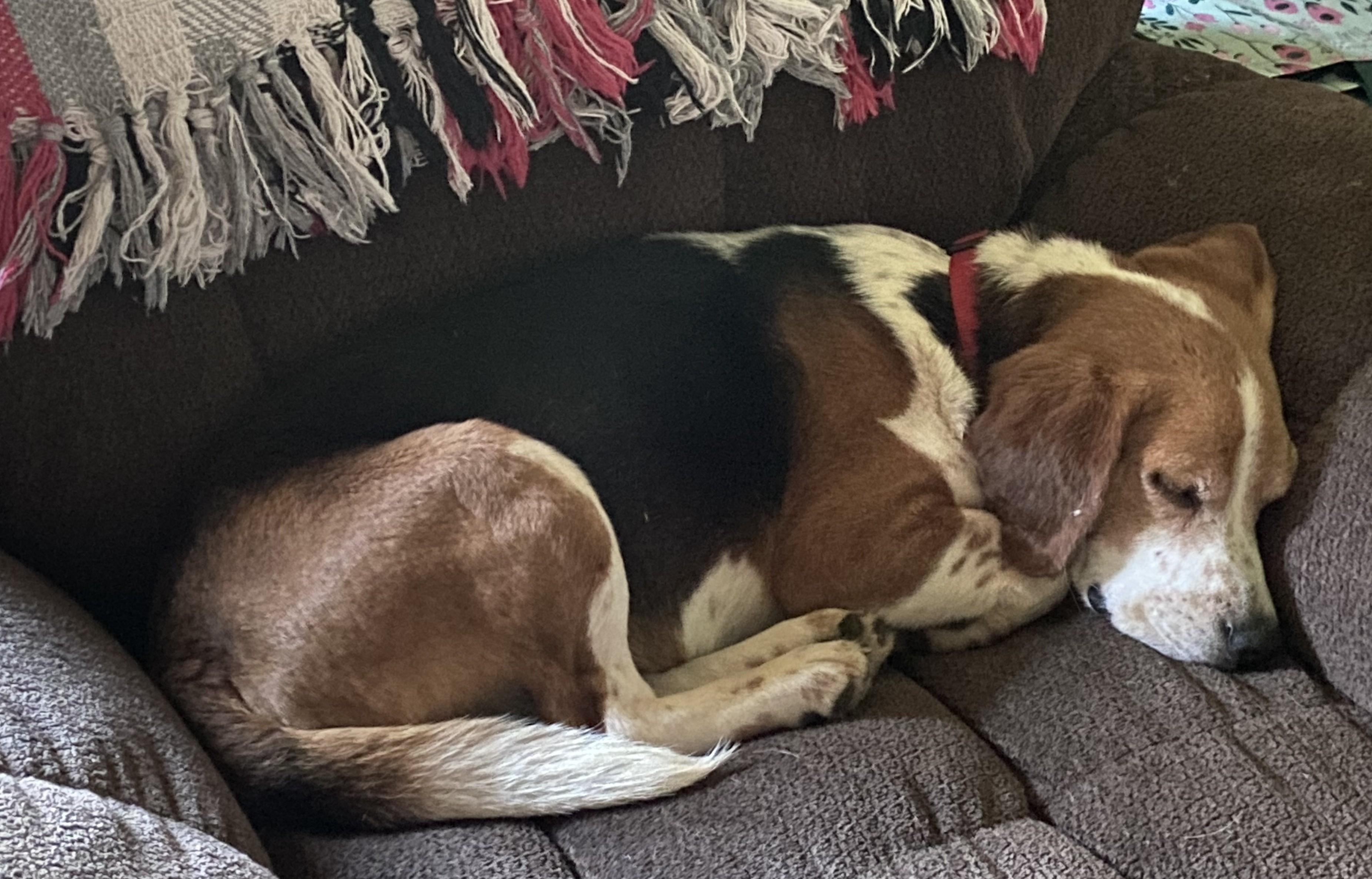 Nacho, a Adopted Beagle in Hamilton, OH image 2/3