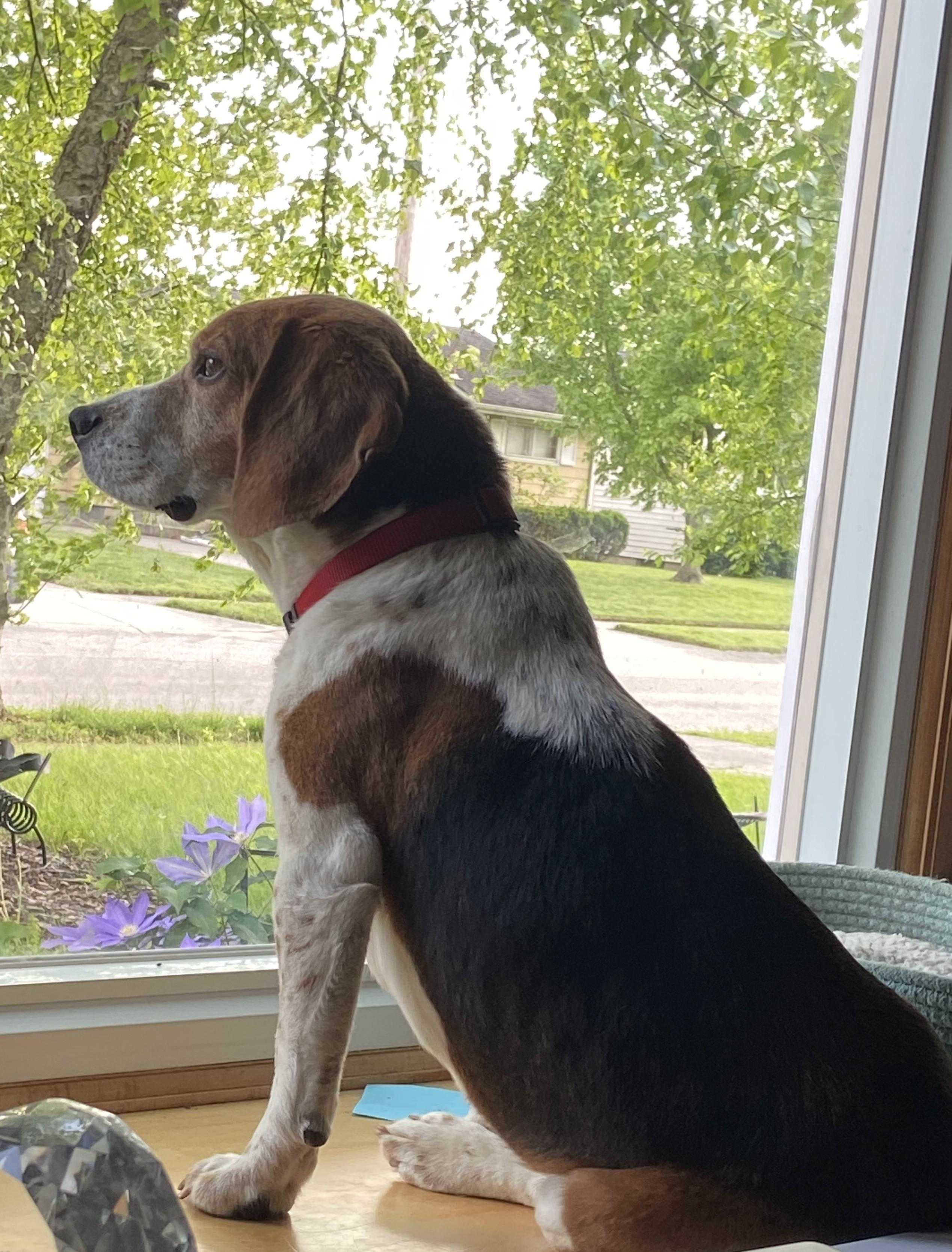 Nacho, a Adopted Beagle in Hamilton, OH image 3/3