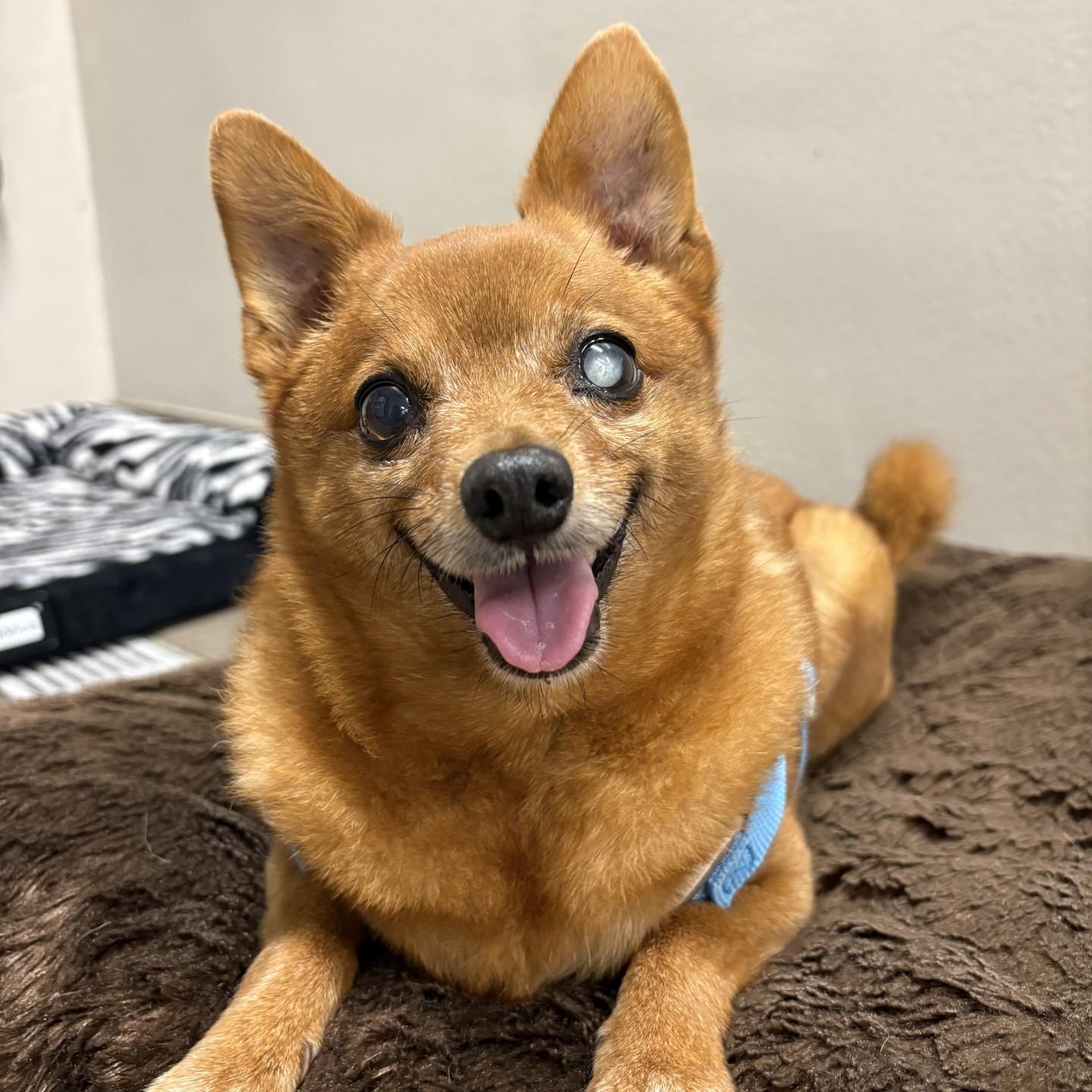 Aubie, an adoptable mixed breed in Mount Juliet, TN image 1/2