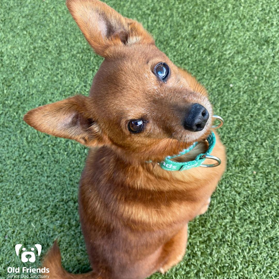 Aubie, an adoptable mixed breed in Mount Juliet, TN image 2/2