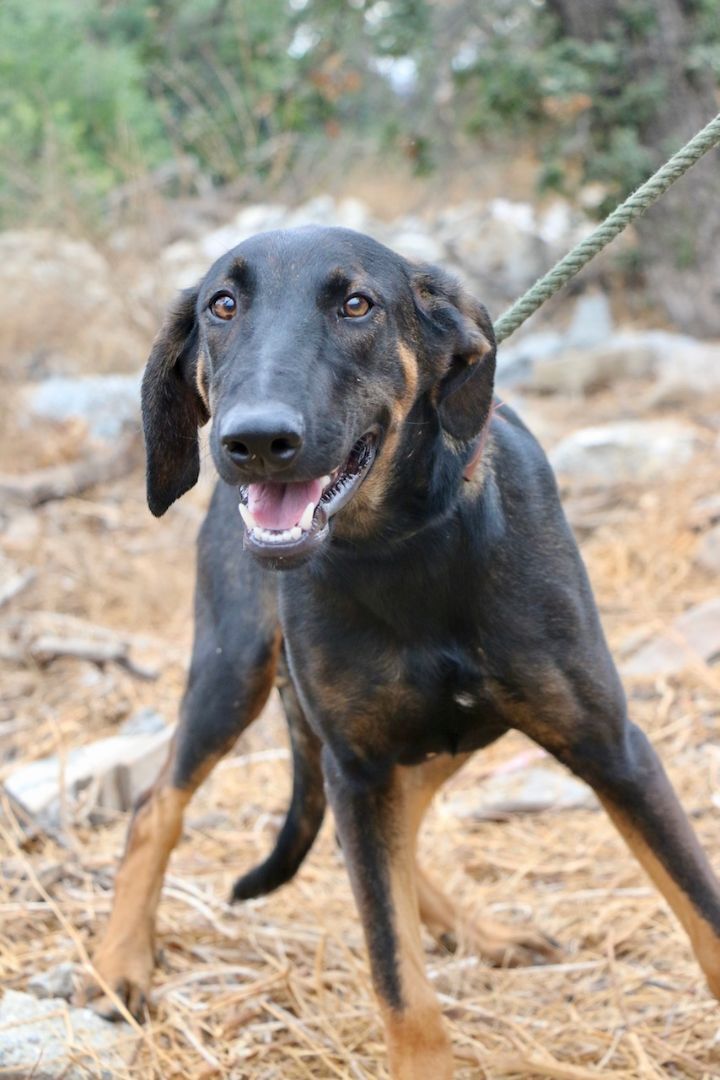 Enlarge Peter Pan, a Adoptable mixed breed in Fillmore, CA image 1/5