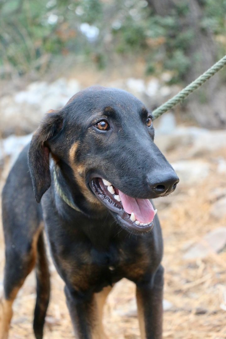 Enlarge Peter Pan, a Adoptable mixed breed in Fillmore, CA image 2/5