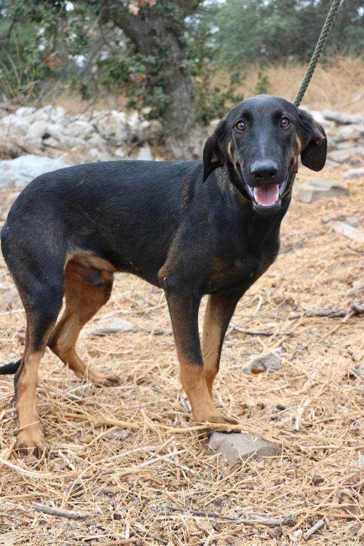 Enlarge Peter Pan, a Adoptable mixed breed in Fillmore, CA image 3/5