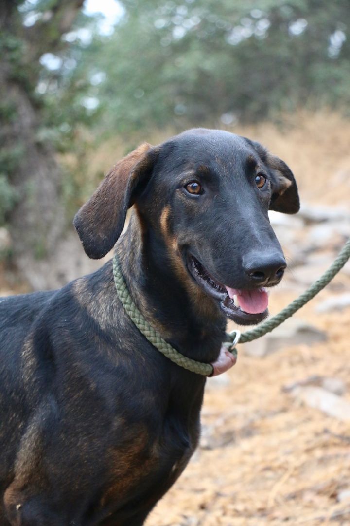 Enlarge Peter Pan, a Adoptable mixed breed in Fillmore, CA image 4/5