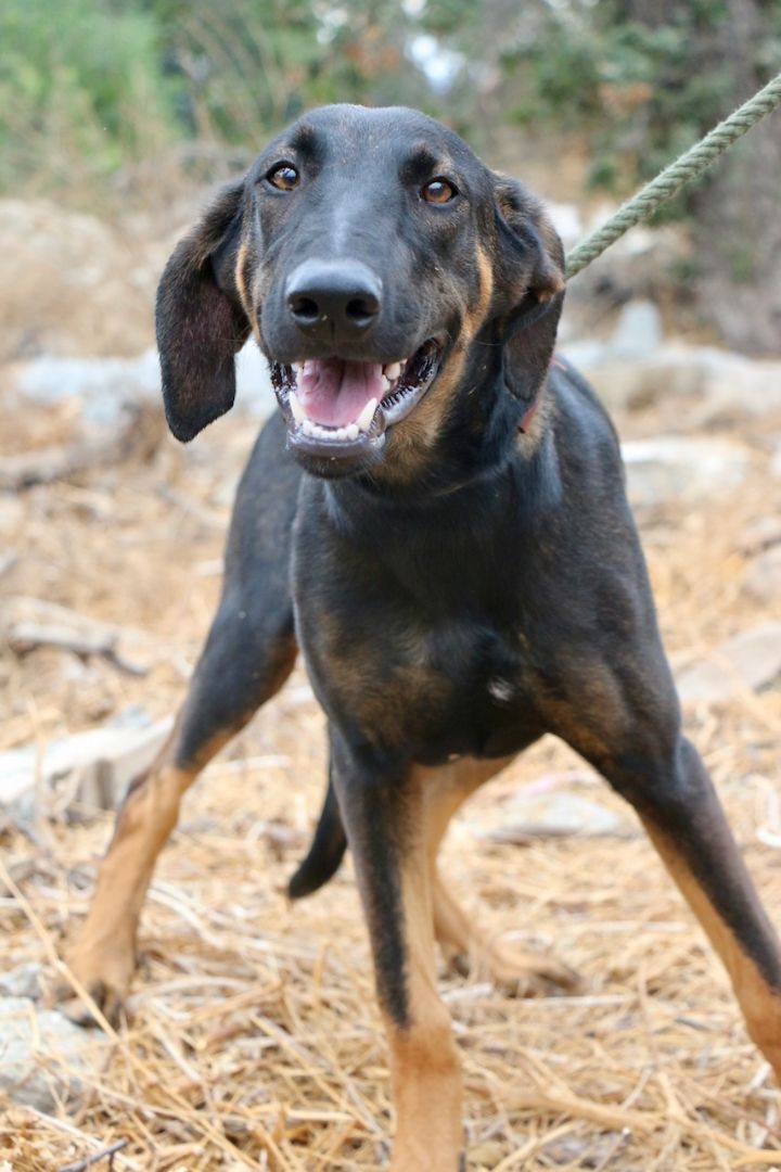 Enlarge Peter Pan, a Adoptable mixed breed in Fillmore, CA image 5/5