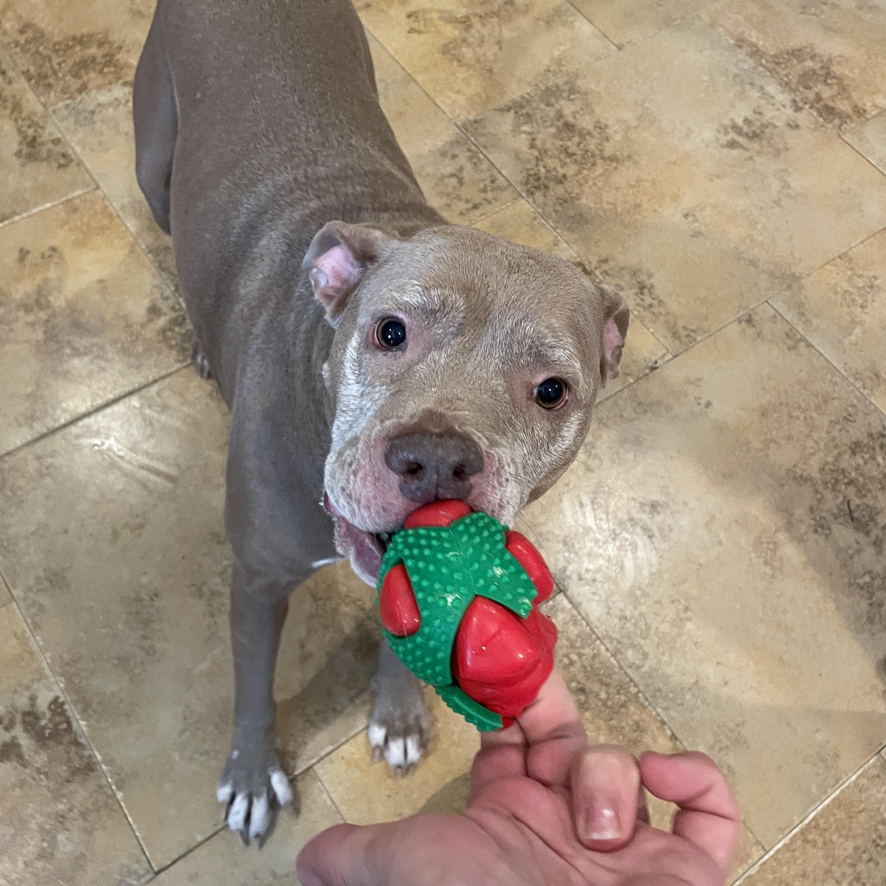 Nala, Adoptable, Adult Female American Staffordshire Terrier & Pit Bull Terrier.