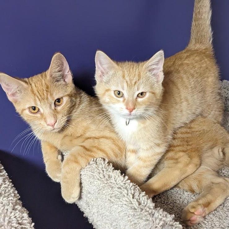 Enlarge Joey Tribbiani, a Adoptable Tabby in Knox, PA image 3/4