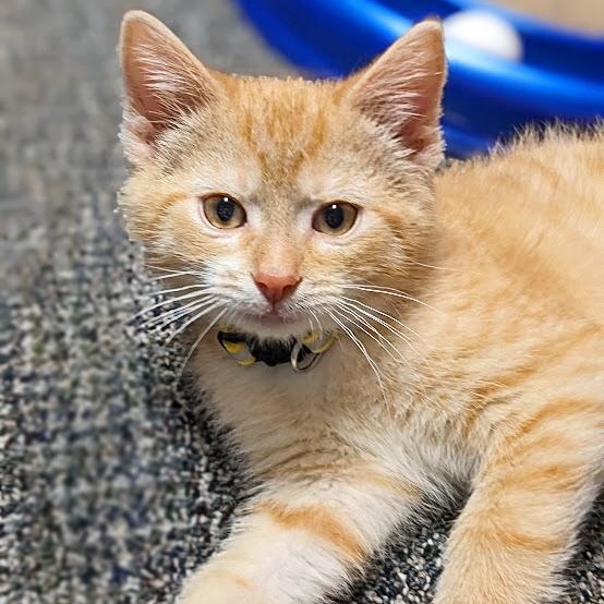Enlarge Joey Tribbiani, a Adoptable Tabby in Knox, PA image 2/4