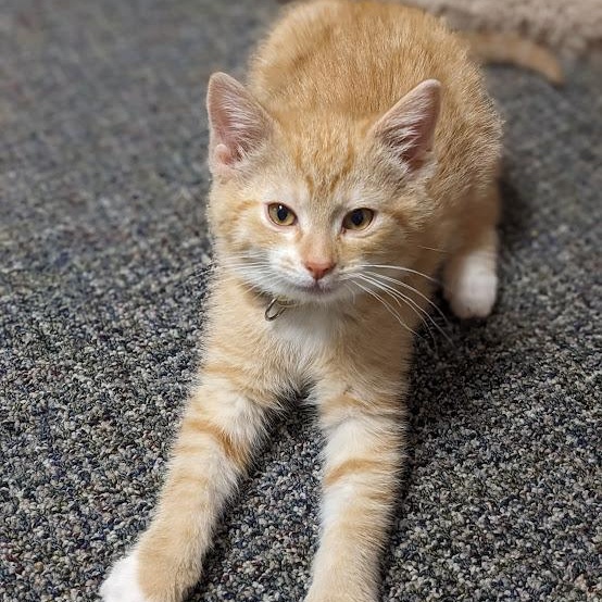 Enlarge Joey Tribbiani, a Adoptable Tabby in Knox, PA image 4/4