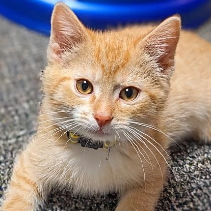 Enlarge Joey Tribbiani, a Adoptable Tabby in Knox, PA image 1/4