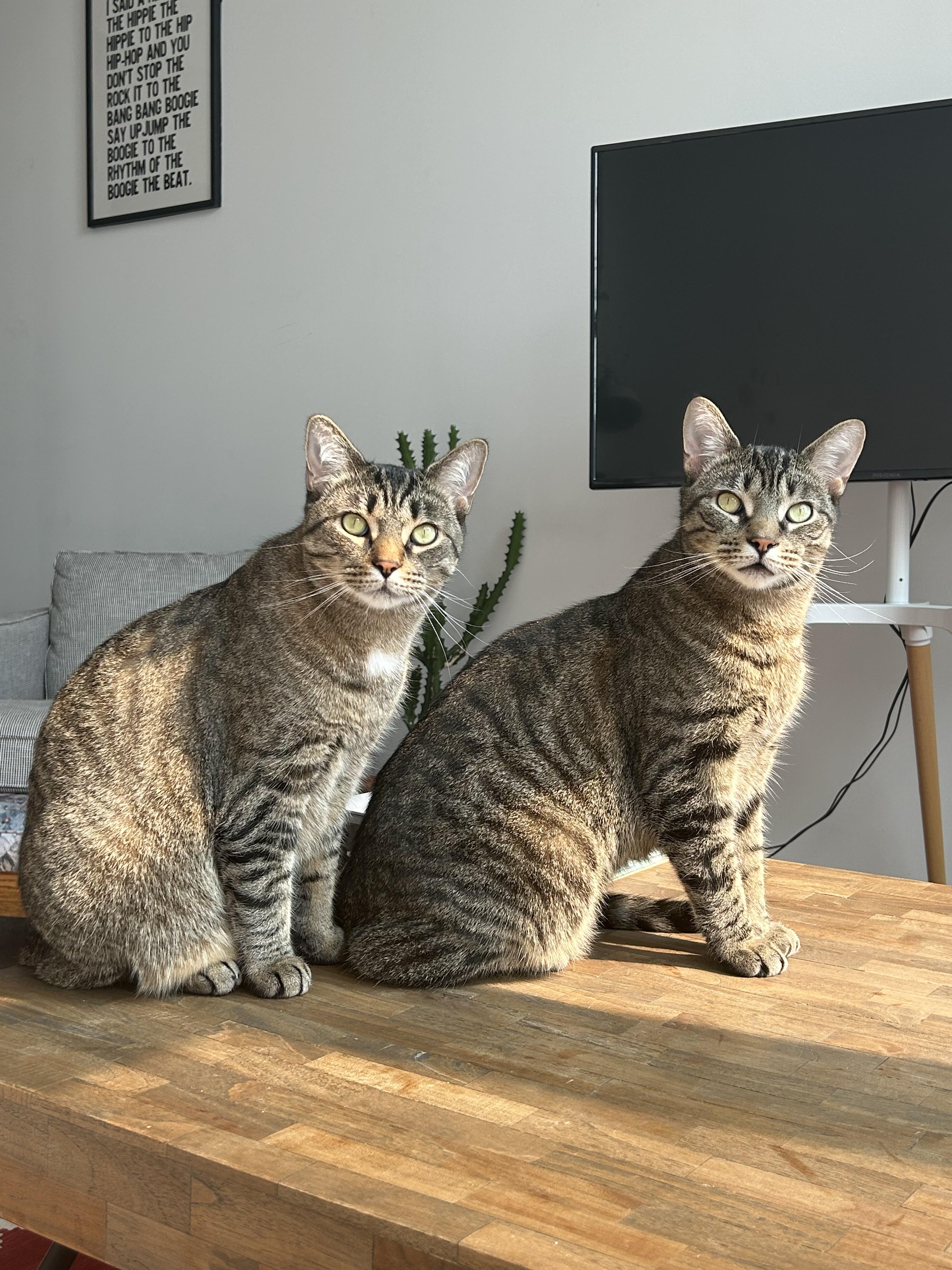 Fred *MUST BE ADOPTED WITH BARNEY*, a Adoptable Domestic Short Hair in Toronto, ON image 2/4