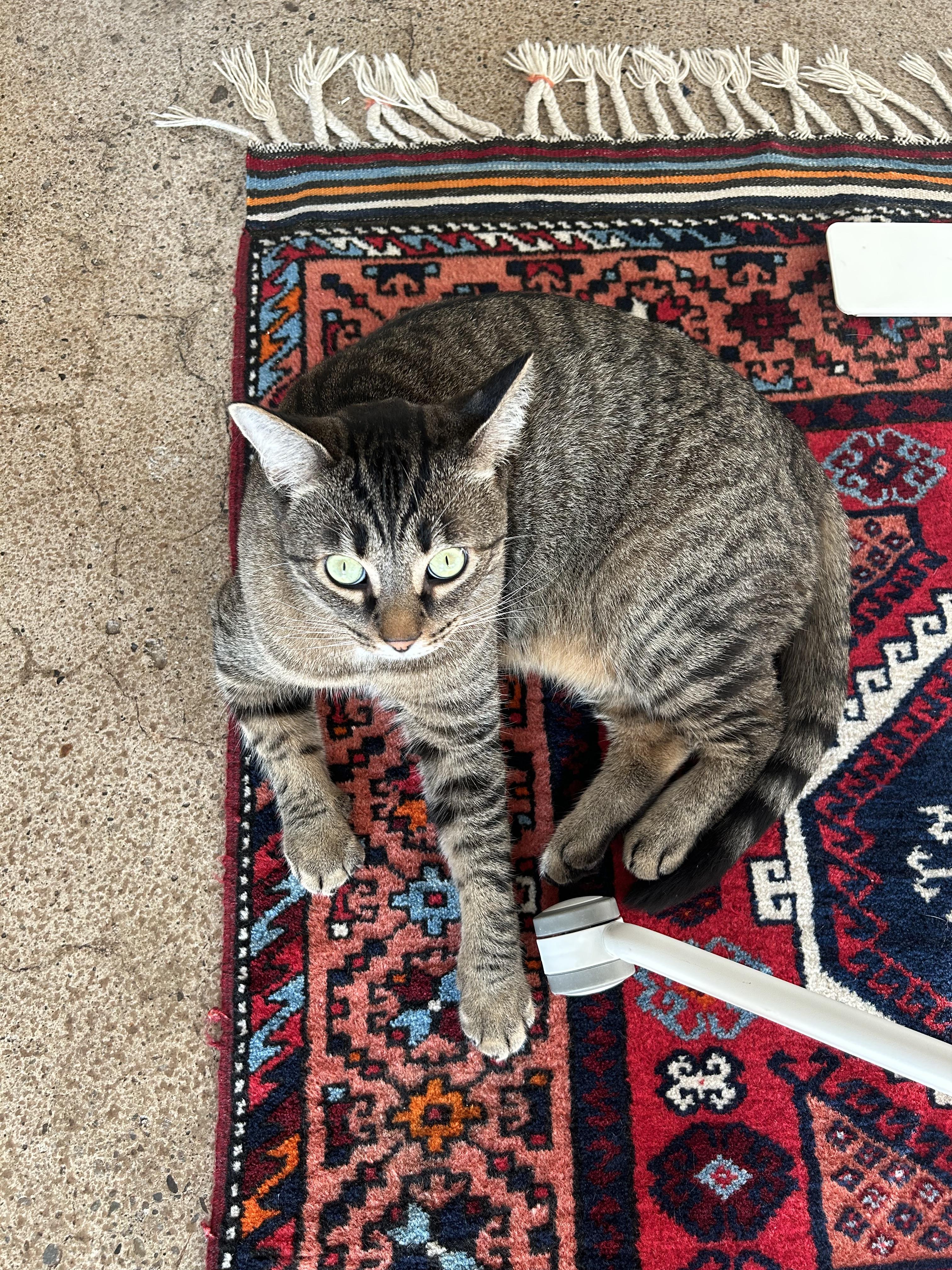 Fred *MUST BE ADOPTED WITH BARNEY*, a Adoptable Domestic Short Hair in Toronto, ON image 3/4