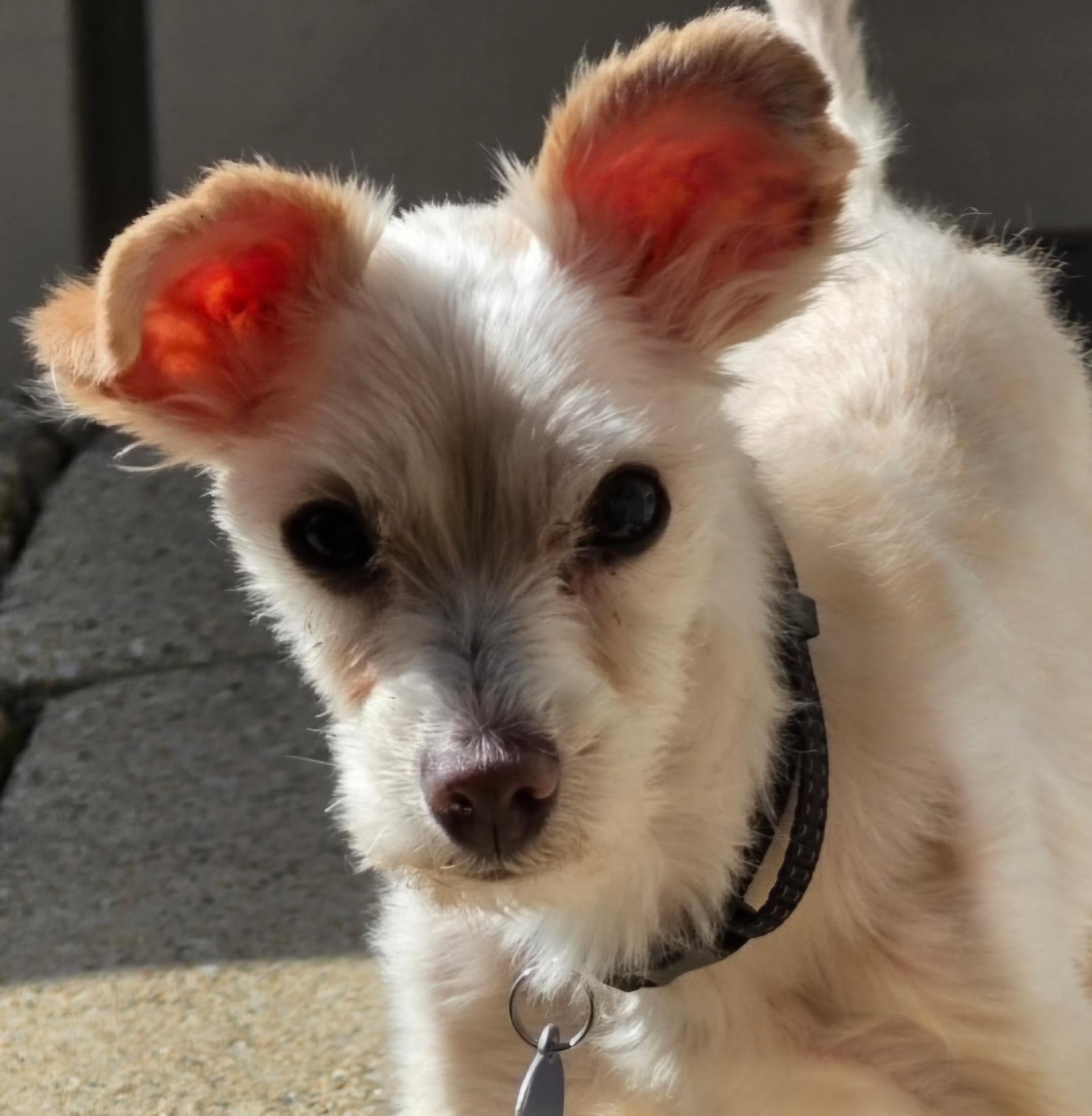 Enlarge Milo, a ADOPTABLE mixed breed in Chicago, IL image 1/1