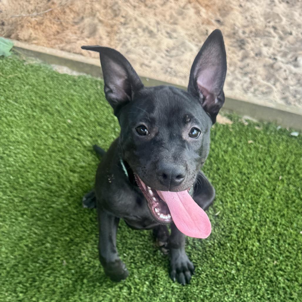 Tina, Adoptable, Puppy Female Mixed Breed.