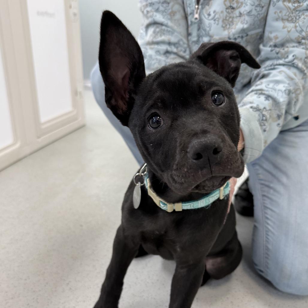 Enlarge Tina, a Adoptable Mixed Breed in Greensboro, GA image 1/1