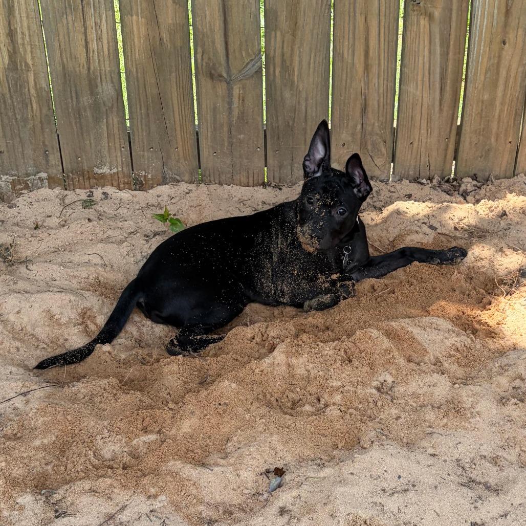 Enlarge Tina, a Adoptable Mixed Breed in Greensboro, GA image 4/4