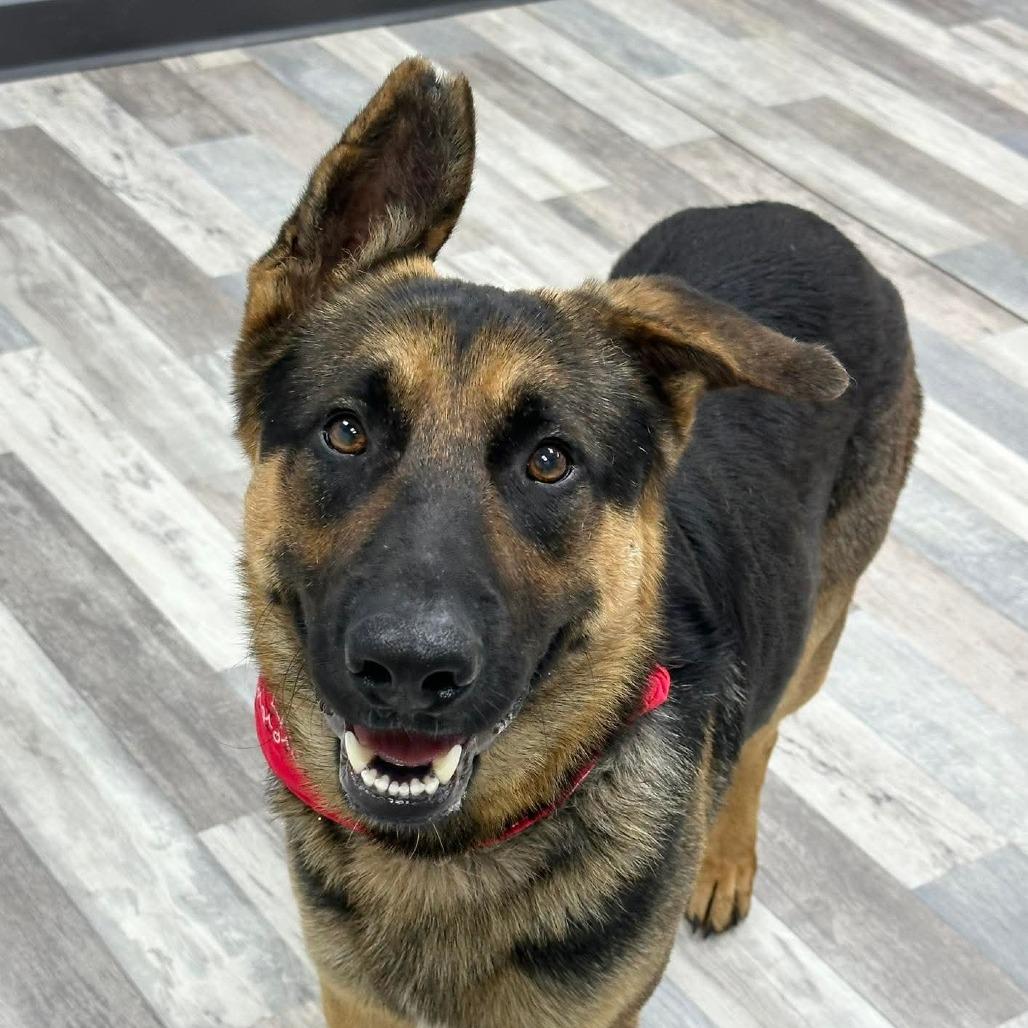 Enlarge Hank, a Adoptable German Shepherd Dog in Lufkin, TX image 1/4