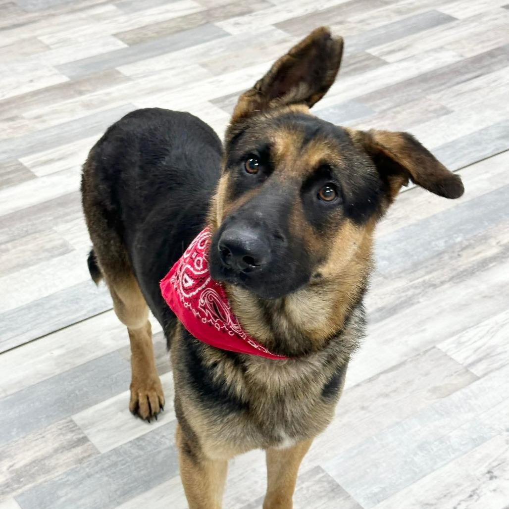 Enlarge Hank, a Adoptable German Shepherd Dog in Lufkin, TX image 2/4