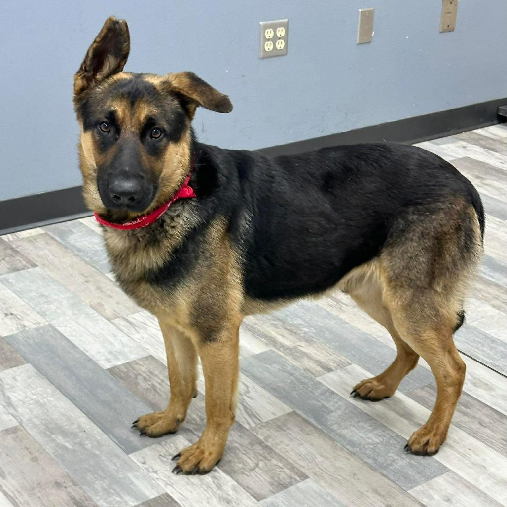 Enlarge Hank, a Adoptable German Shepherd Dog in Lufkin, TX image 3/4