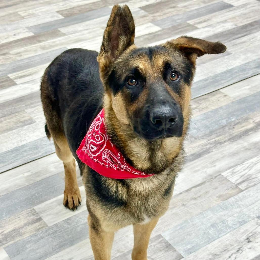 Enlarge Hank, a Adoptable German Shepherd Dog in Lufkin, TX image 4/4