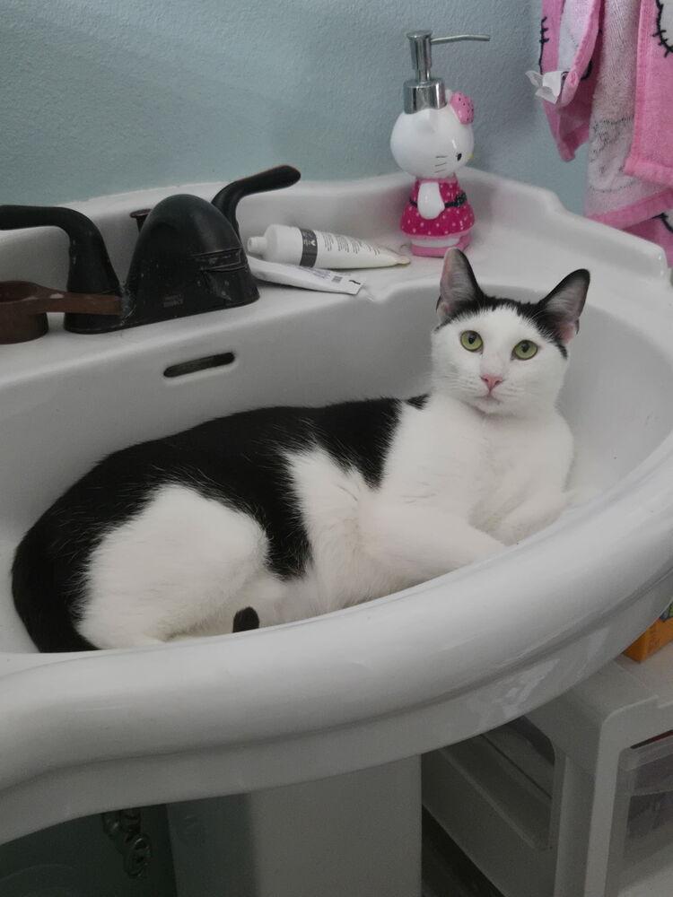 Thor, Adoptable, Young Female Domestic Short Hair.