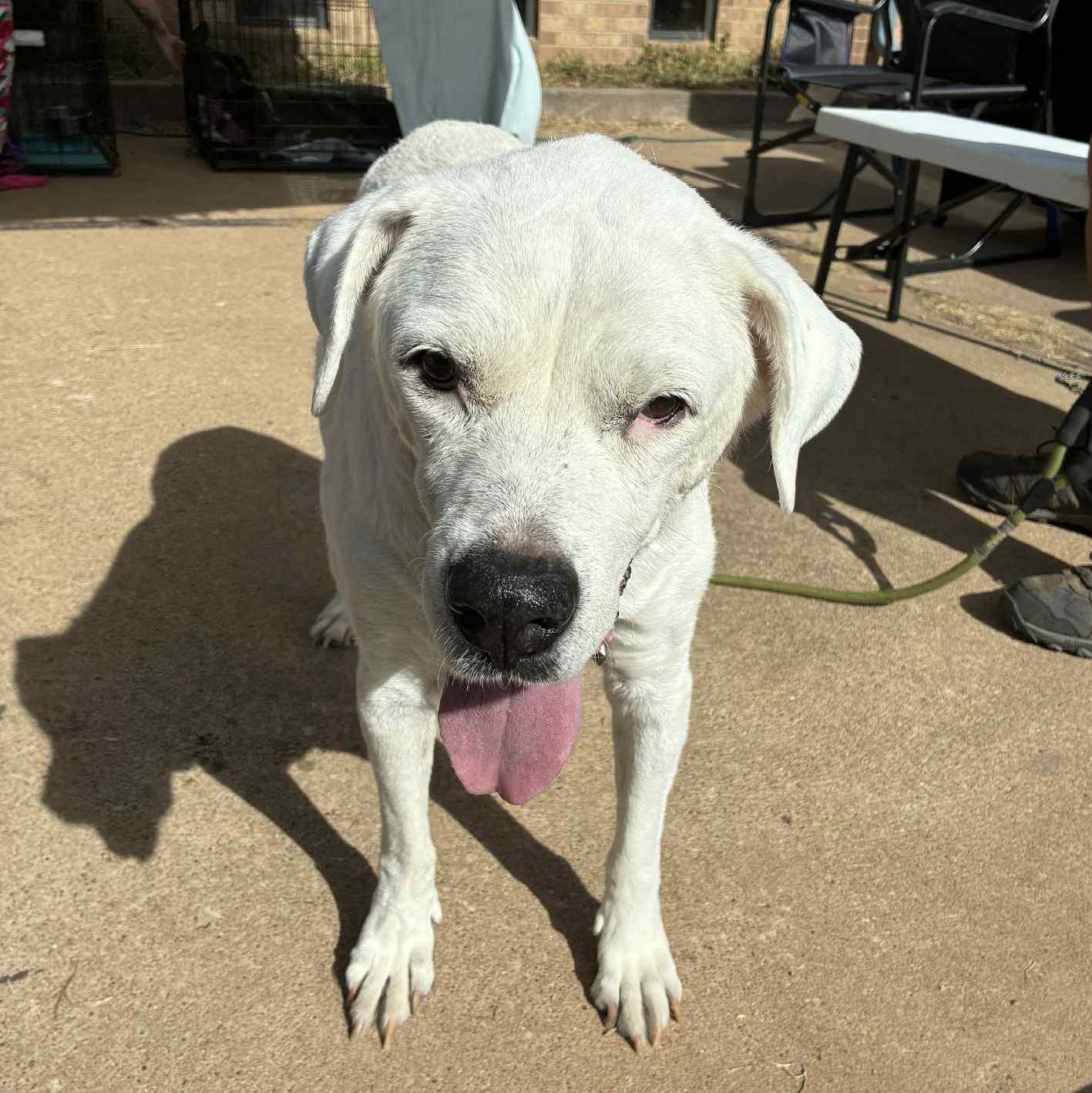 Ginger, a Adoptable mixed breed in Oklahoma City, OK image 3/6